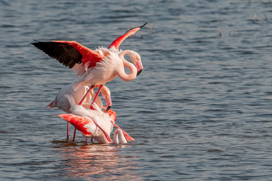 Read more about the article Camargue : observer les flamants roses sans déranger ni se tromper de saison