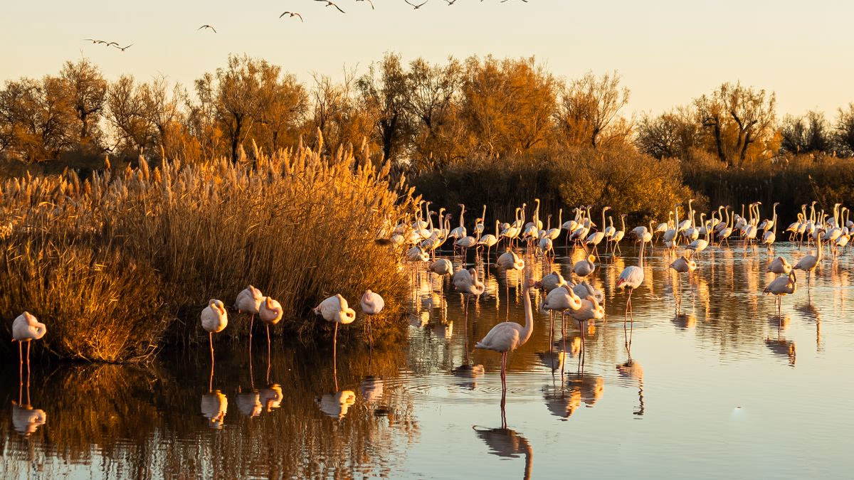  Camargue au lever du jour : 3 balades entre Salin-de-Giraud et Saintes-Maries