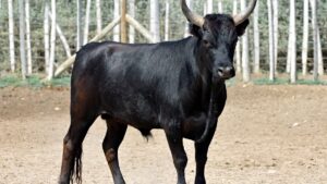  Marché paysan et producteurs locaux en Camargue gardoise