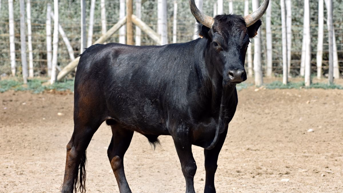  Marché paysan et producteurs locaux en Camargue gardoise