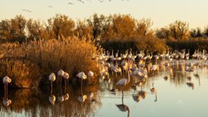  Nuit en mas camarguais au bord des étangs : séjour insolite en Petite Camargue